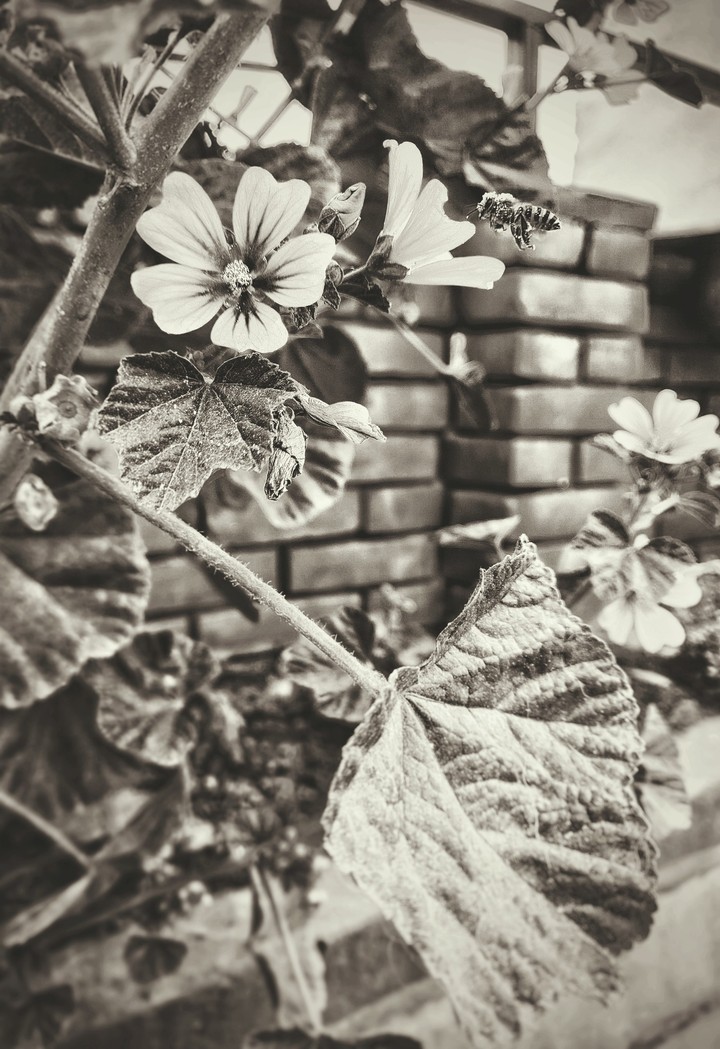 flowers and Bee