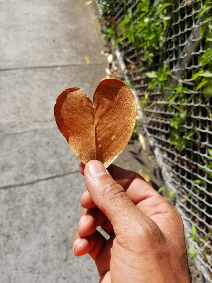 heart of nature