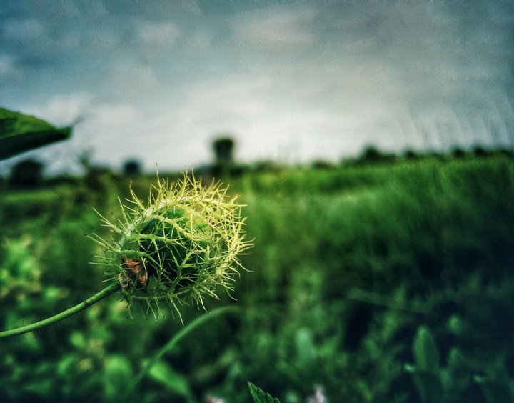 nature
