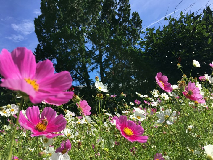 flower