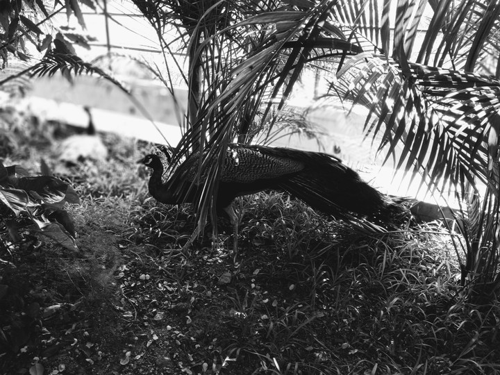 hiding peacock