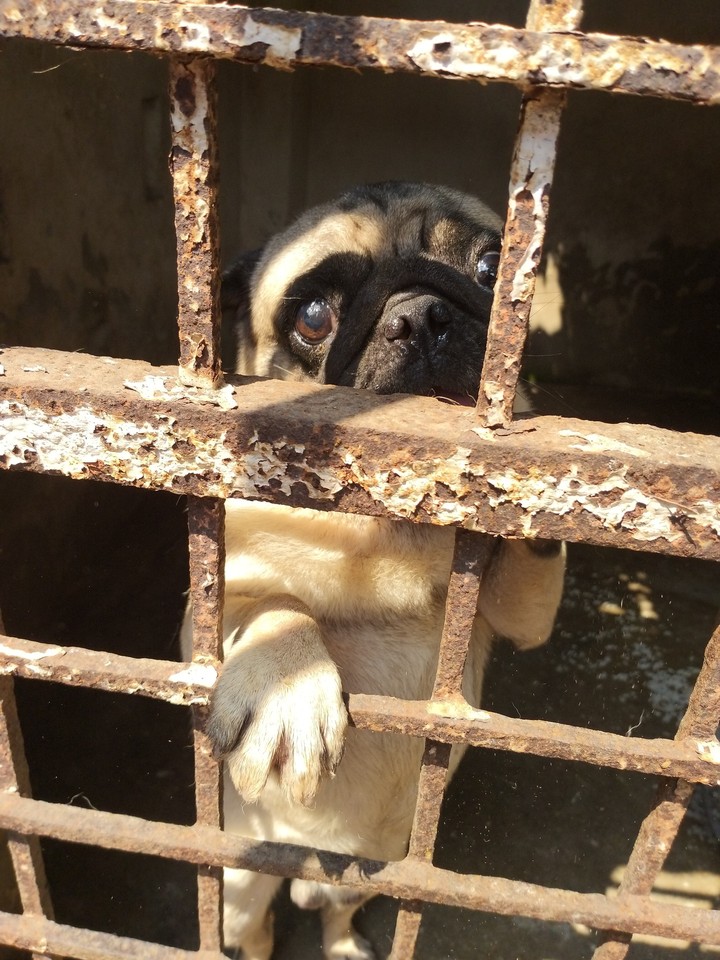 pug