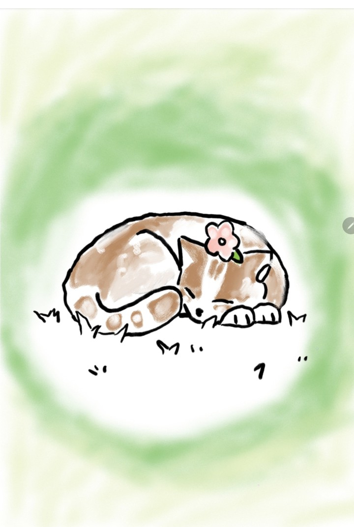 풀밭에서 잠 자고있는 고양이
