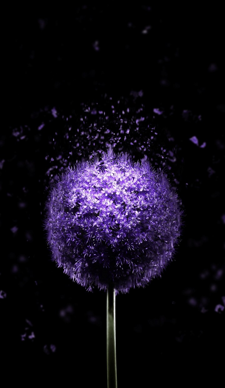 Purple Flower