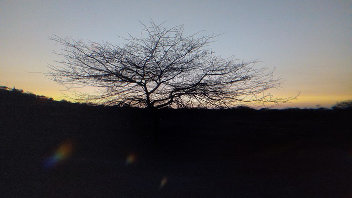 Sunset behind the tree