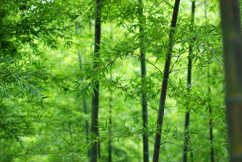 nature, trees duvar kağıtları