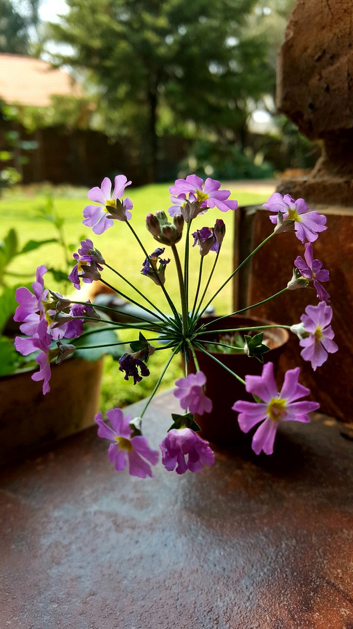 Flowers