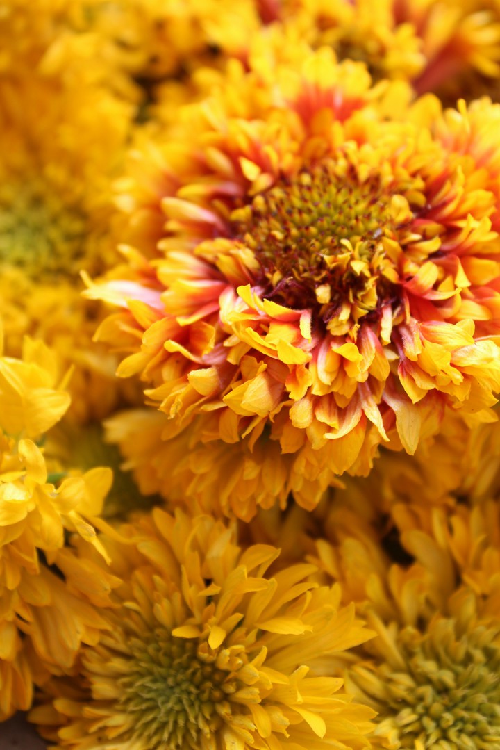 Flowers..?