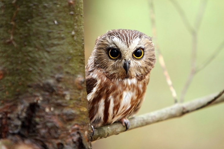 The little owl