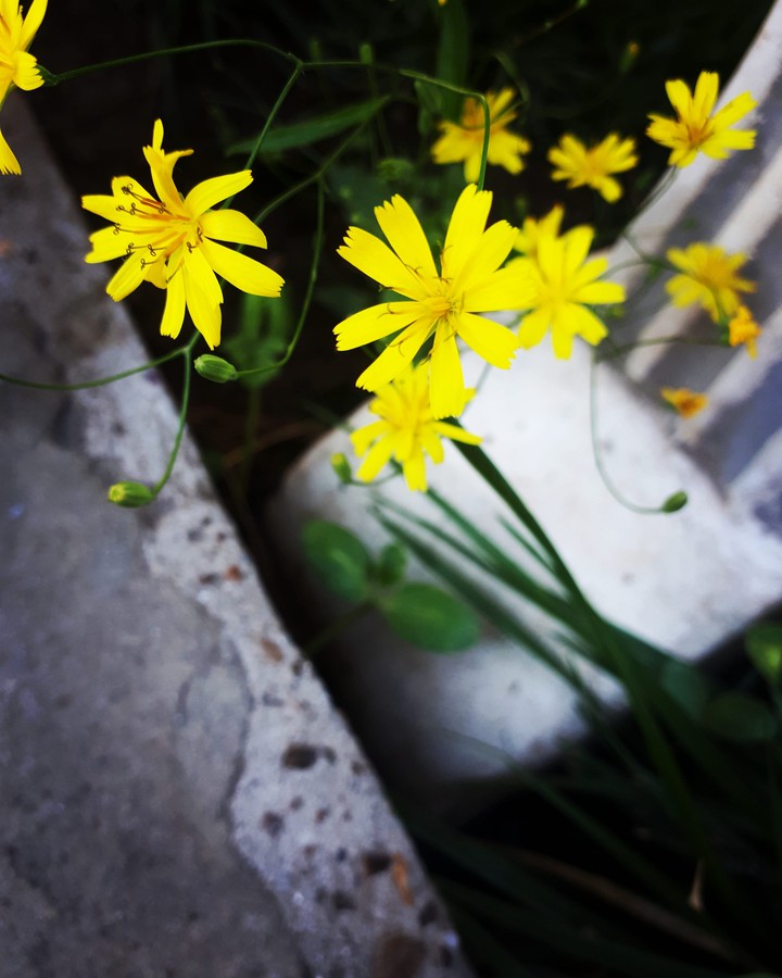 yellow flower