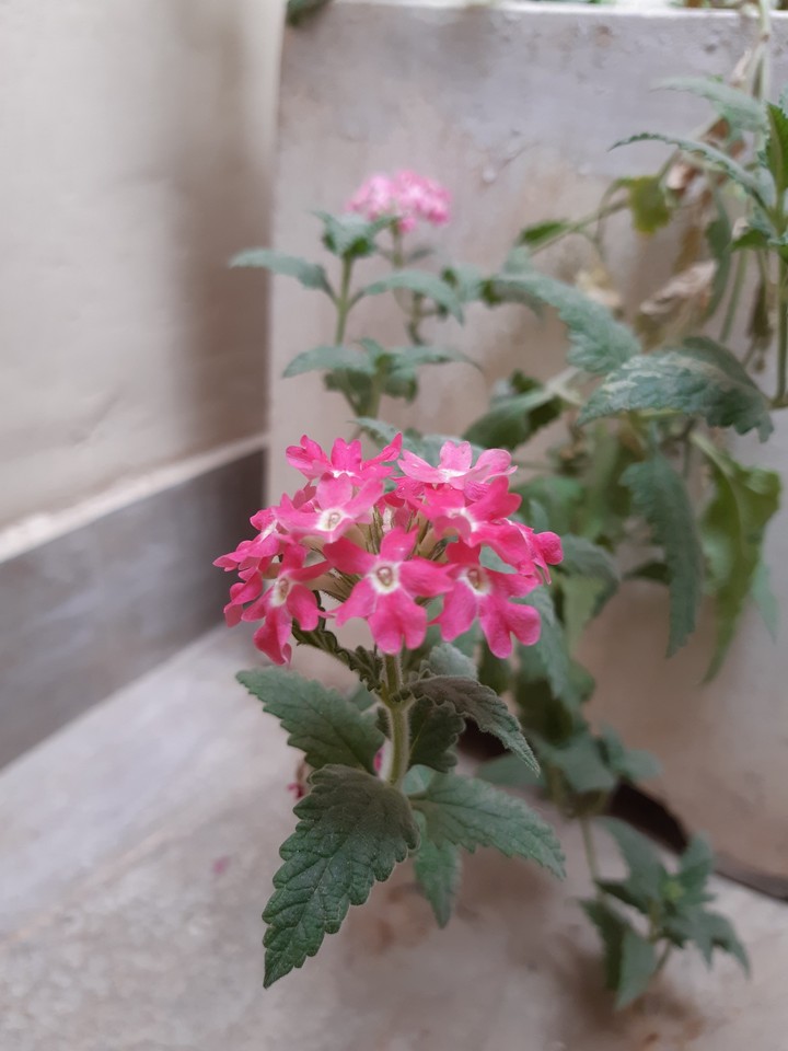 Pink Flower