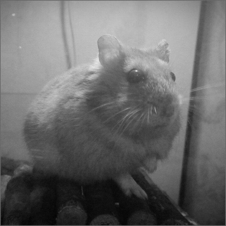 Hamster