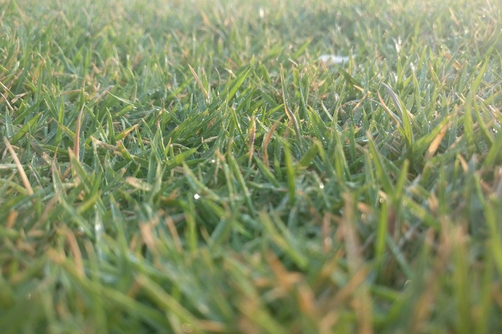 grass