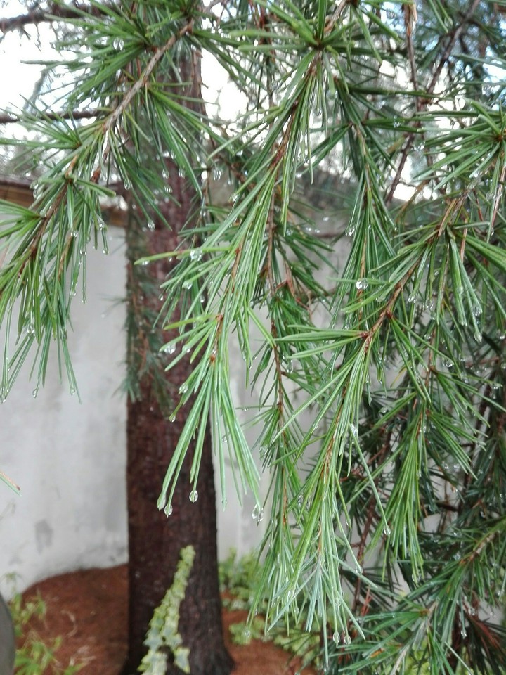 Pine tree