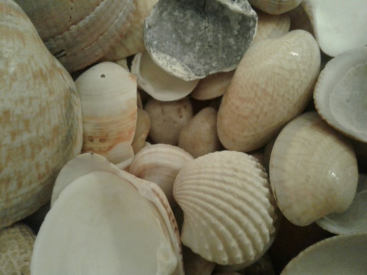 les coquillages