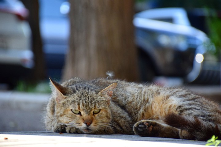 cat