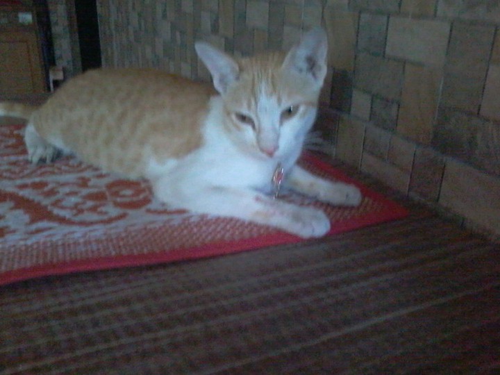 necklace cat