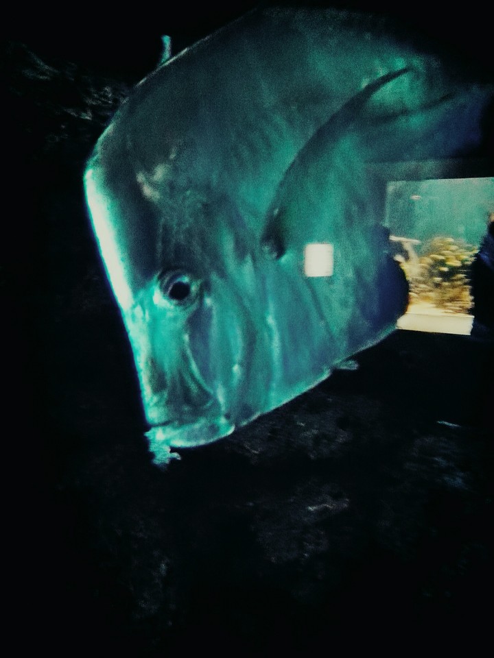 seltsamer fisch