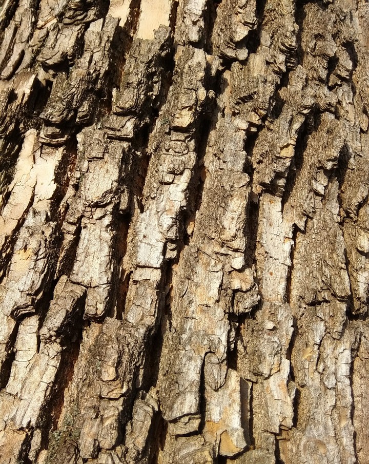 wood