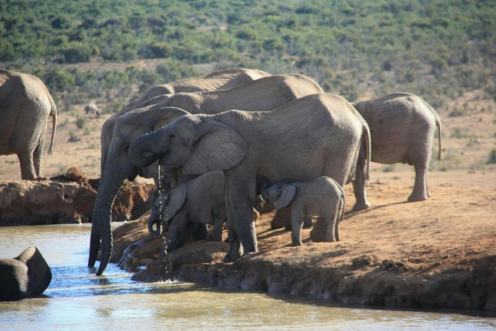 Elephants at the waterfront