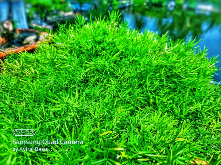 lusty green grass heads ???