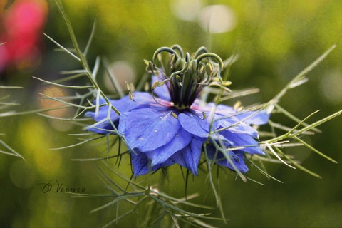Flora, Color壁紙