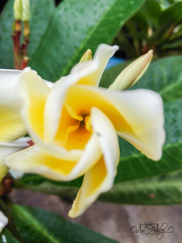 torbellino amarillo