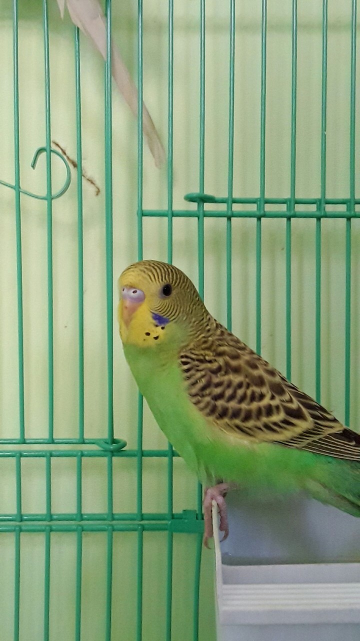 my budgie