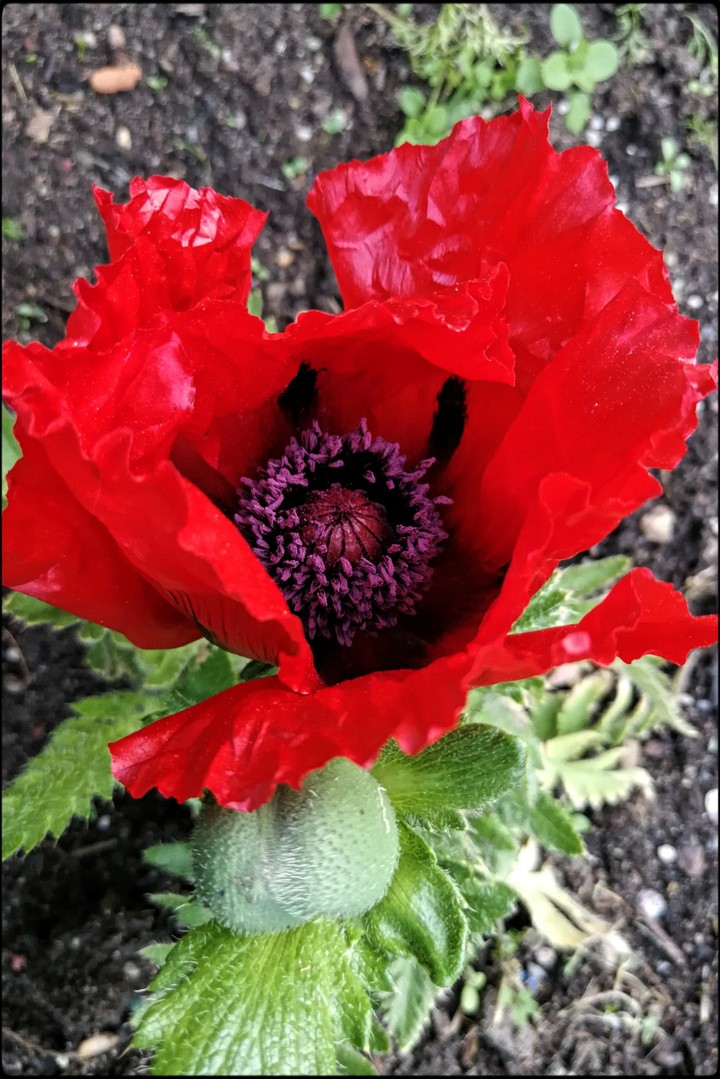 Mohnblume im Garten