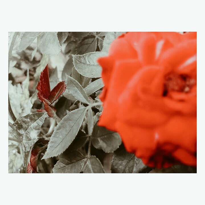 rose