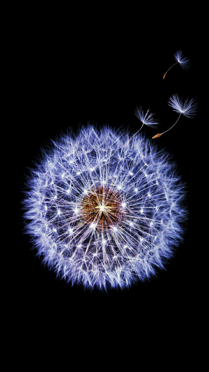 Pusteblume mit schwarzem Hintergrund
