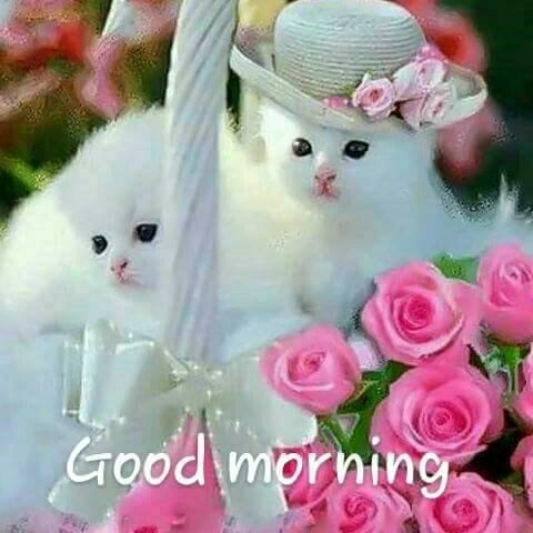 GUD MORNING