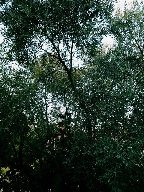 Doğa