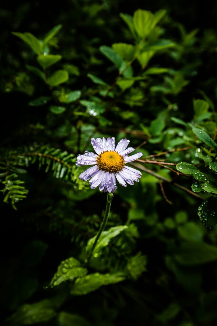 baaboneh flowers