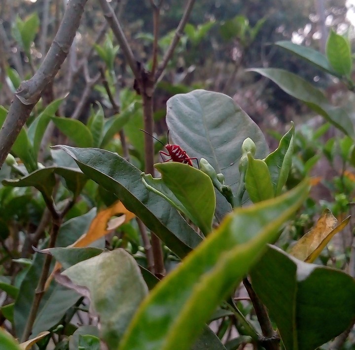 Insecta