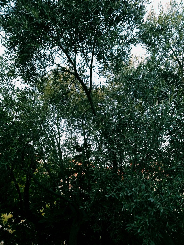 Doğa