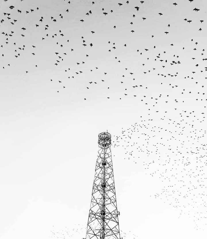 Birds