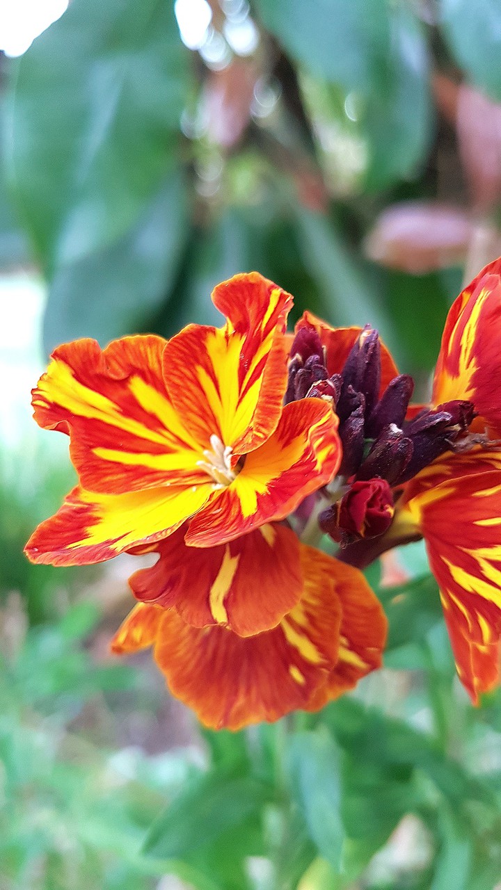 fleurs