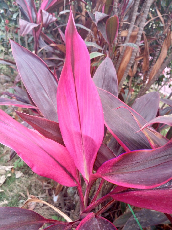 fushia vino planta