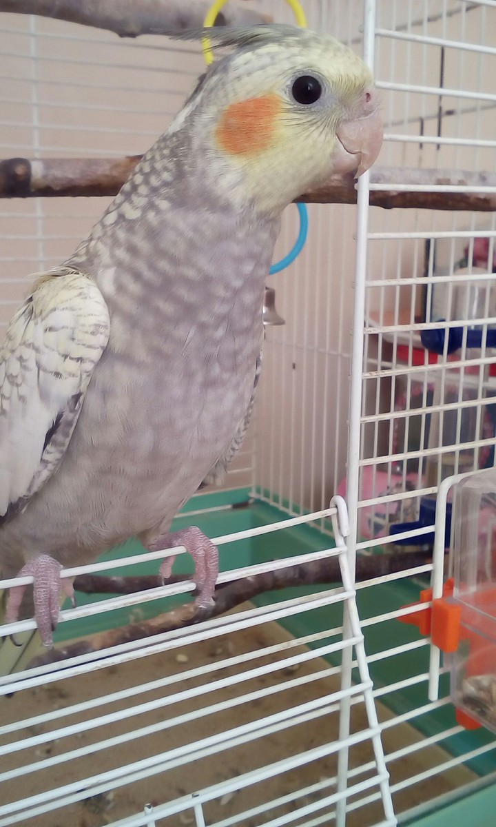 A parrot.