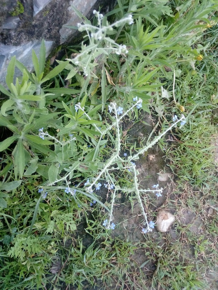 wild plant
