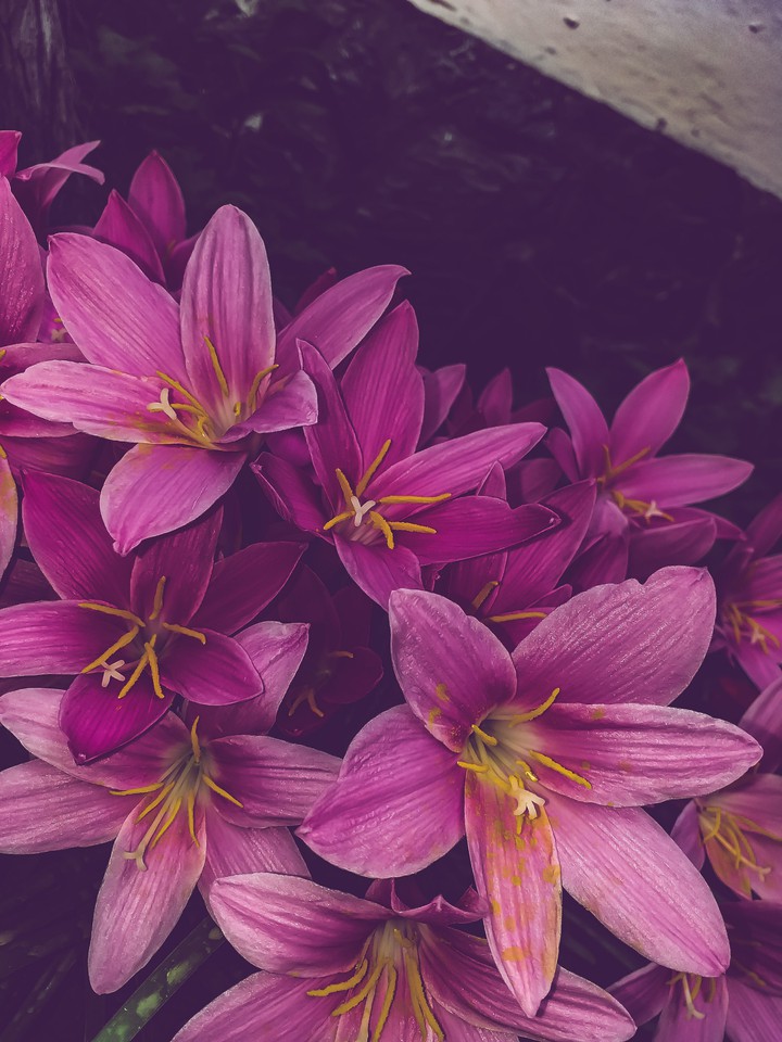 flowers