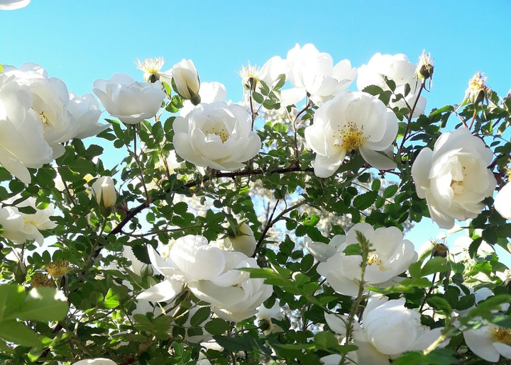 flower