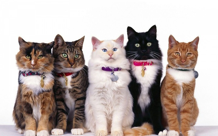cat