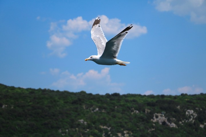 fly up