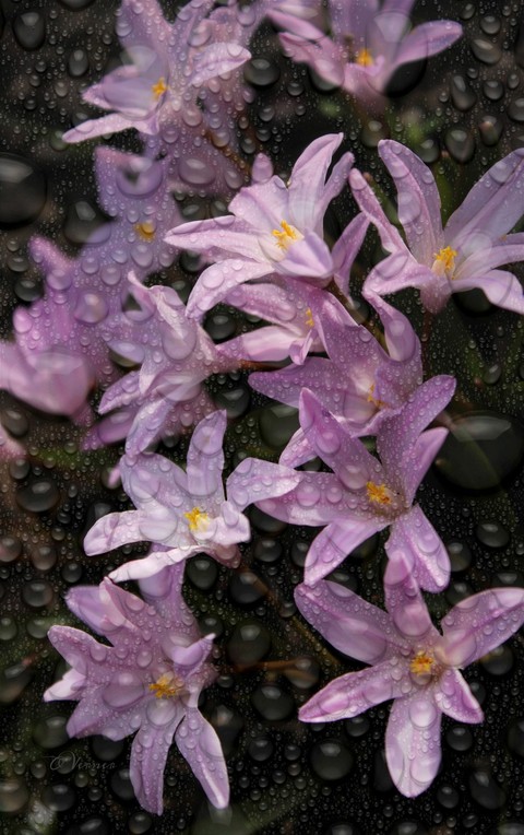 生態系統, Blossom桌布