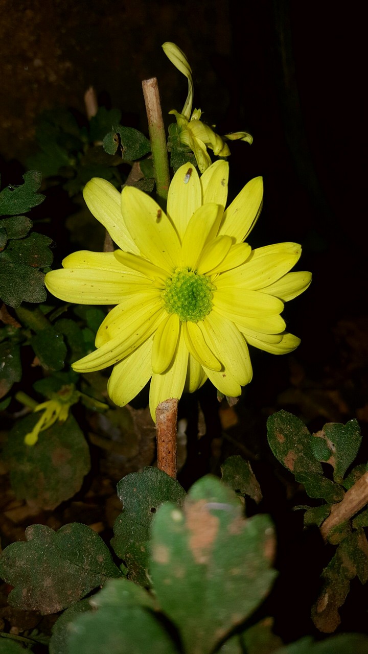 yellow night