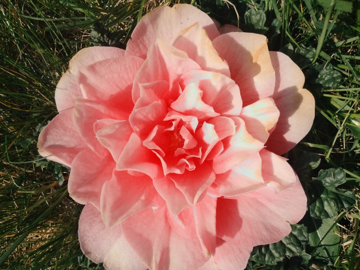 rose in the garden