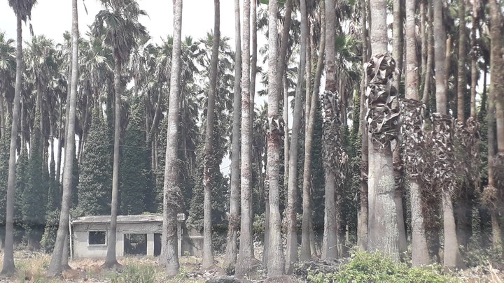 trees