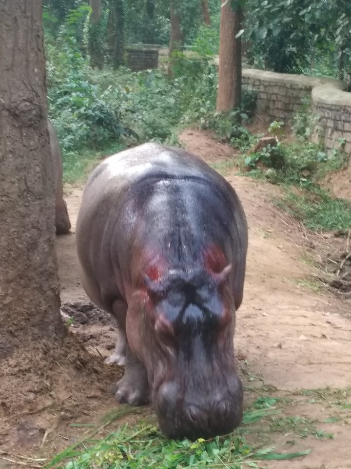 hippo